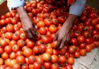 ಟೊಮೆಟೊ ಬೆಲೆ ಮತ್ತೆ ಏರಿಕೆ - ದೆಹಲಿಯಲ್ಲಿ 1 ಕೆಜಿಗೆ 259 ರೂ.!