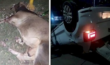 ಧಾರವಾಡ: ಗೂಳಿಗೆ ಡಿಕ್ಕಿ ಹೊಡೆದು ರಸ್ತೆಯಲ್ಲೇ ಬುಡಮೇಲಾದ ಕಾರು