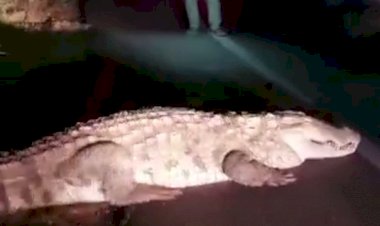 ಚಿಕ್ಕೋಡಿ: ರಸ್ತೆಯ ಮೇಲೆ ಪ್ರತ್ಯಕ್ಷವಾದ ಮೊಸಳೆ