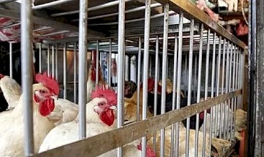 ಹಕ್ಕಿ ಜ್ವರ; ಕೇರಳದಲ್ಲಿ ಕೋಳಿ, ಮೊಟ್ಟೆ  ನಾಶಕ್ಕೆ ಸರ್ಕಾರ ಆದೇಶ