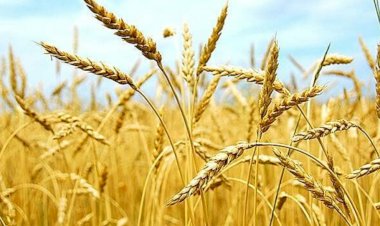 ಗೋಧಿ ರಫ್ತು ನಿಲ್ಲಿಸಿದ ಭಾರತ : ತುಟ್ಟಿಯಾದ ಗೋಧಿ