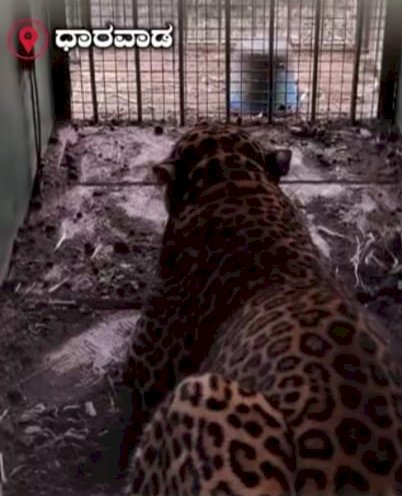 ಧಾರವಾಡ : ಕೊನೆಗೂ ಬೋನಿಗೆ ಬಿದ್ದ ಚಿರತೆ