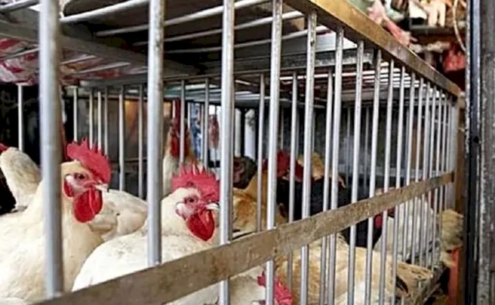 ಹಕ್ಕಿ ಜ್ವರ; ಕೇರಳದಲ್ಲಿ ಕೋಳಿ, ಮೊಟ್ಟೆ  ನಾಶಕ್ಕೆ ಸರ್ಕಾರ ಆದೇಶ