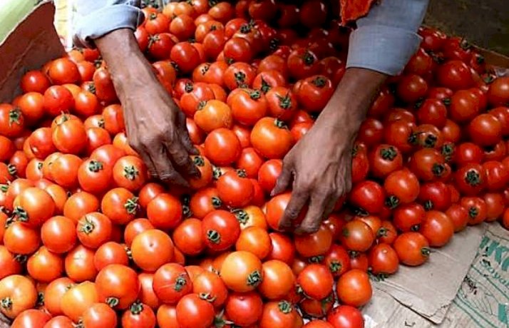 ಟೊಮೆಟೊ ಬೆಲೆ ಮತ್ತೆ ಏರಿಕೆ - ದೆಹಲಿಯಲ್ಲಿ 1 ಕೆಜಿಗೆ 259 ರೂ.!