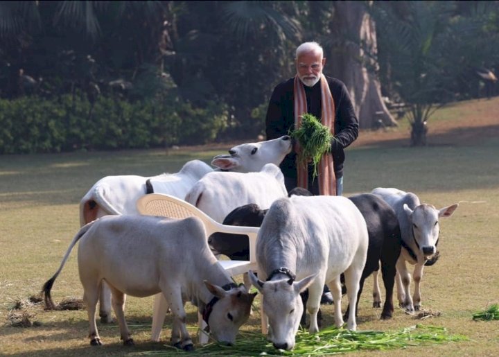 ನವದೆಹಲಿ : ಗೋವುಗಳೊಂದಿಗೆ ಸಂಕ್ರಾಂತಿ ಹಬ್ಬ ಆಚರಿಸಿದ ಪ್ರಧಾನಿ ಮೋದಿ