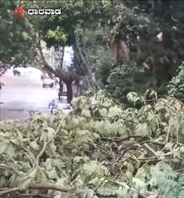 ಧಾರವಾಡದಲ್ಲಿ ಗಾಳಿ ಸಮೇತ ಮಳೆ, ಹಲವೆಡೆ ನೆಲಕಚ್ಚಿದ ಮರಗಳು