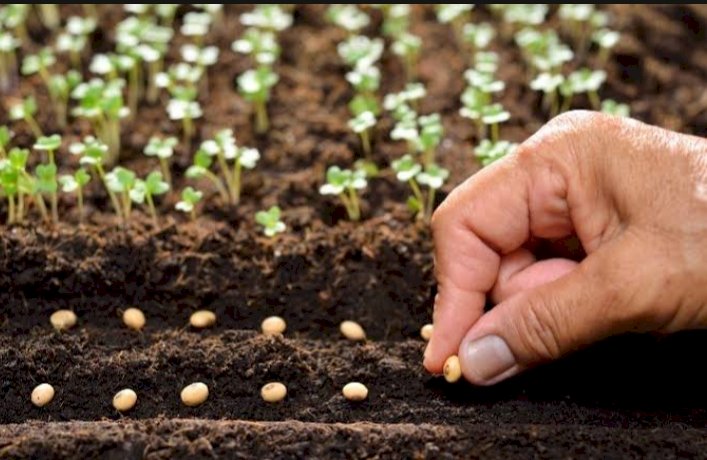 ಕುಂದಗೋಳ : ಅಕ್ಟೋಬರ್ 1 ರಿಂದ ಹಿಂಗಾರು ಬಿತ್ತನೆ ಬೀಜ ಪೂರೈಕೆ ಆರಂಭ