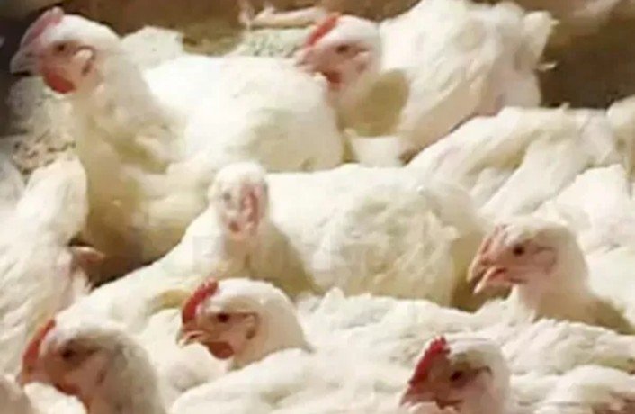 ಬೆಂಗಳೂರಿನಲ್ಲಿ ಹಕ್ಕಿ ಜ್ವರ ದೃಢ : ಆರೋಗ್ಯ ಇಲಾಖೆಯಿಂದ ಮಹತ್ವದ ಎಚ್ಚರಿಕೆ